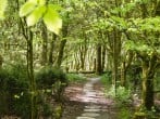 Woodland Woodland